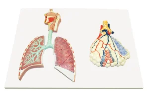 Human Respiratory System w/Magnified Alveolus