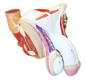 Male Genital Organs, Life-Size - 4 Parts