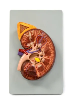 Kidney Model, 3X Life-Size