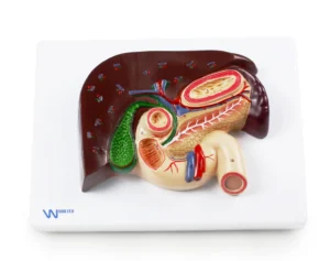 Digestive System