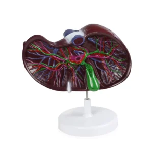 Liver Model with Network of Vessels, 1.5X Life-Size