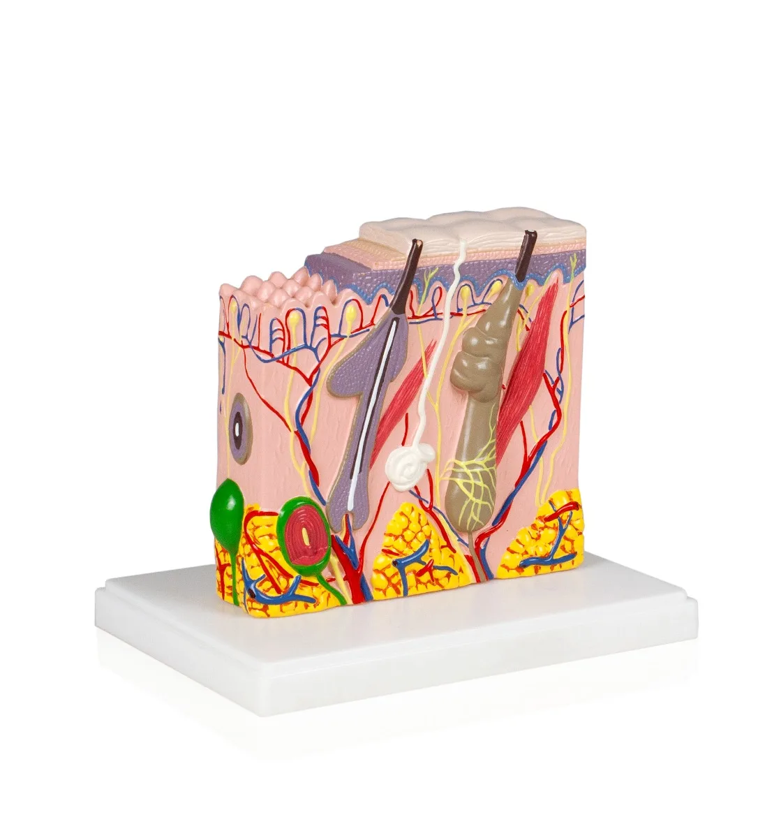 Set of Three Anatomy Models - Ear, Eye & Skin with Carrying Case - Image 4