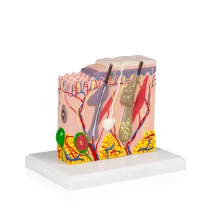 Skin Model from a Human Scalp