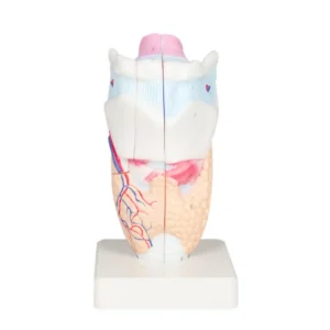 Larynx Model