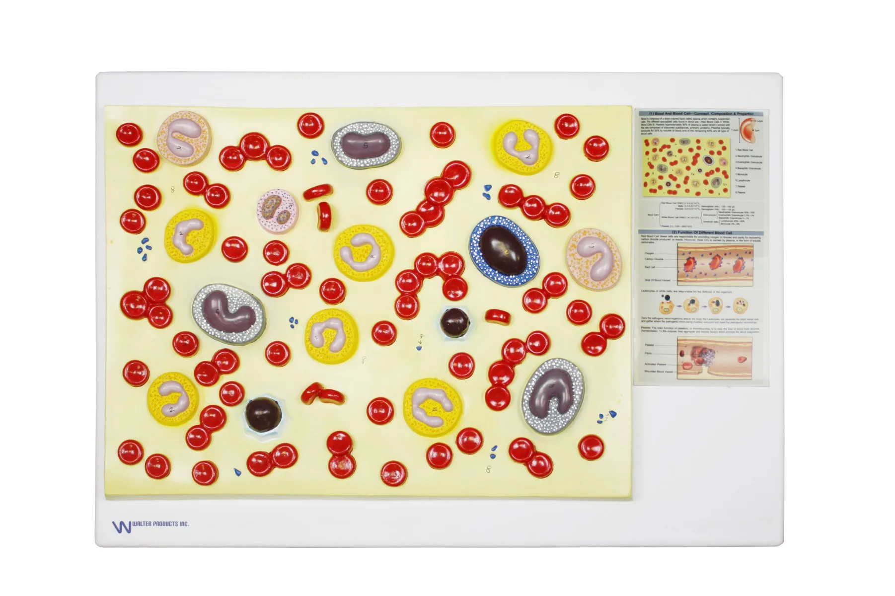 Blood Cell Model