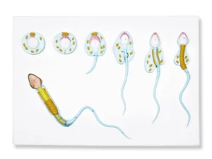 Spermatogenesis Model