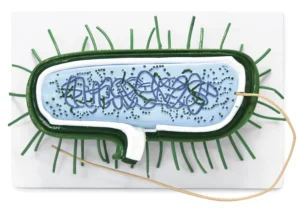 Bacterial Cell Model