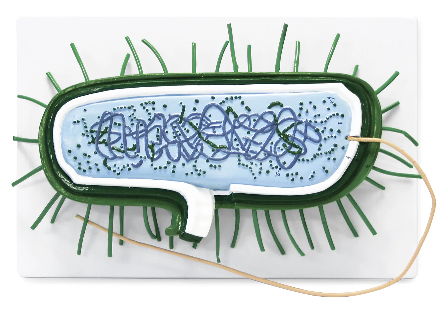 Bacterial Cell Model