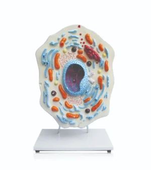 Animal Cell
