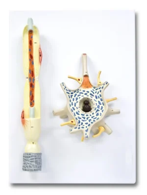 Neuron