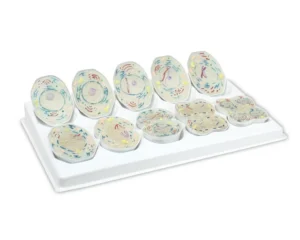 Animal Meiosis Model - 10 Pieces