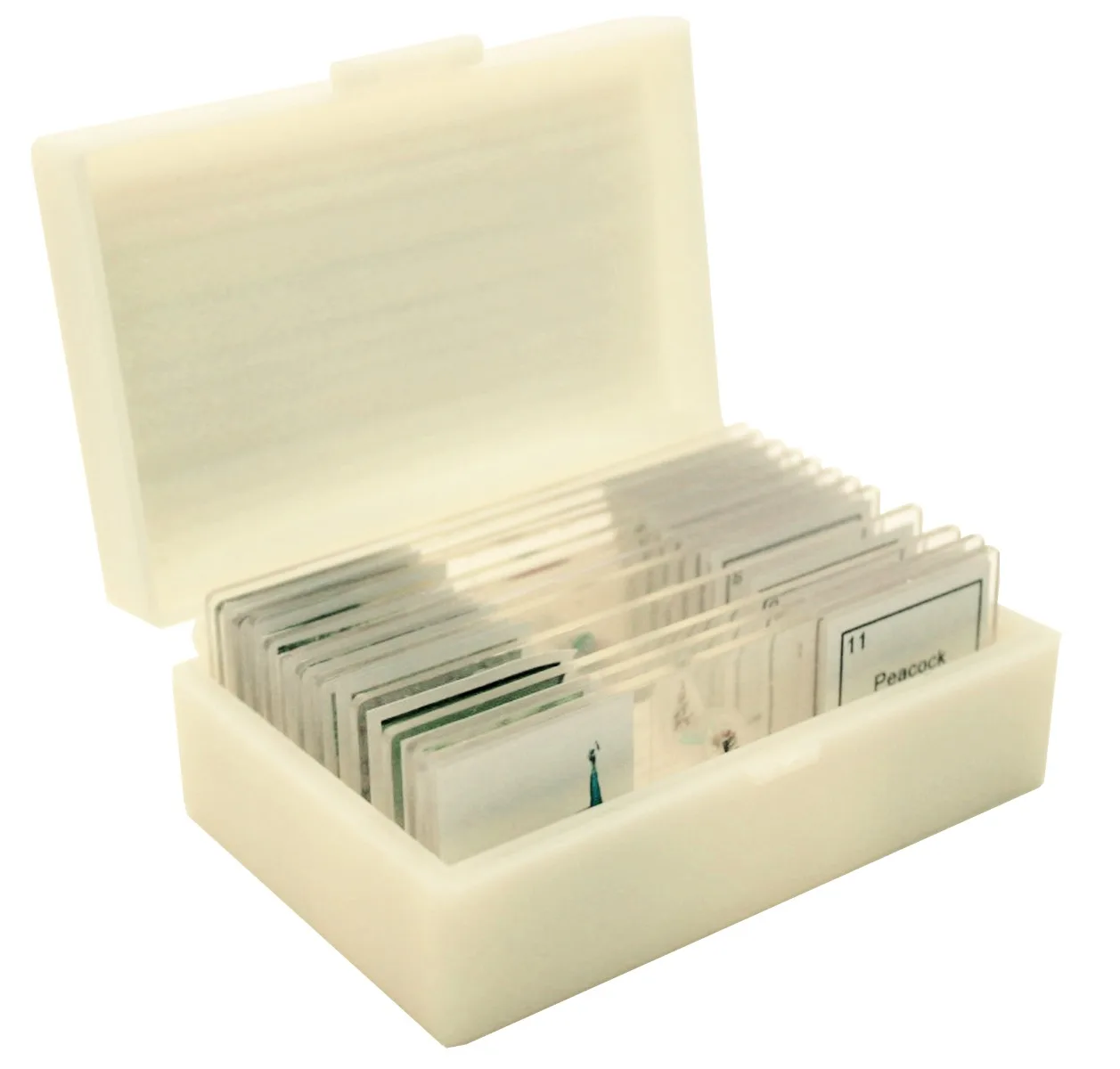 Beginner Plastic Prepared Slide Set