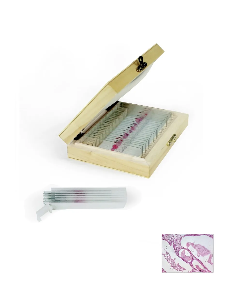 Human Pathology Prepared Slides