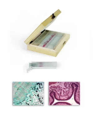 Histology Prepared Slides
