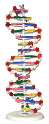 DNA Model