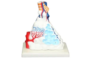 Alveolus Model