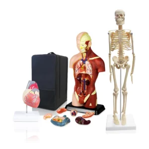 Set of Three Anatomy Models - Skeleton, Torso & Heart with Carrying Case
