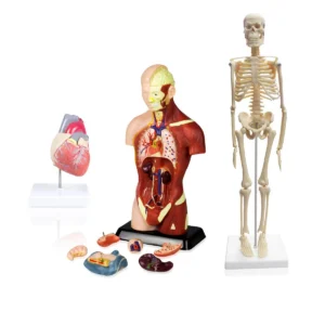 Set of Three Anatomy Models - Skeleton, Torso & Heart