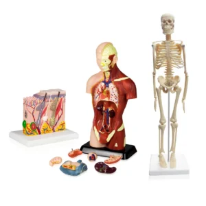 Set of Three Anatomy Models - Skeleton, Torso & Skin
