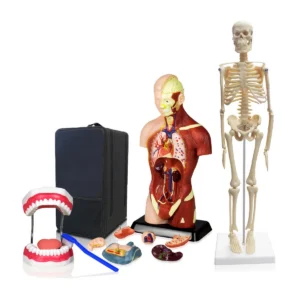 Set of Three Anatomy Models - Skeleton, Torso & Teeth with Carrying Case