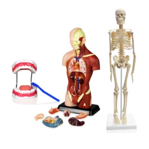 Set of Three Anatomy Models - Skeleton, Torso & Teeth