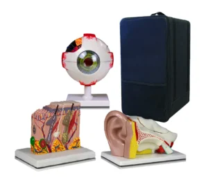 Set of Three Anatomy Models - Ear, Eye & Skin with Carrying Case