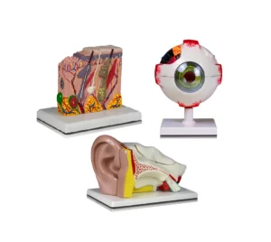 Set of Three Anatomy Models - Ear, Eye & Skin