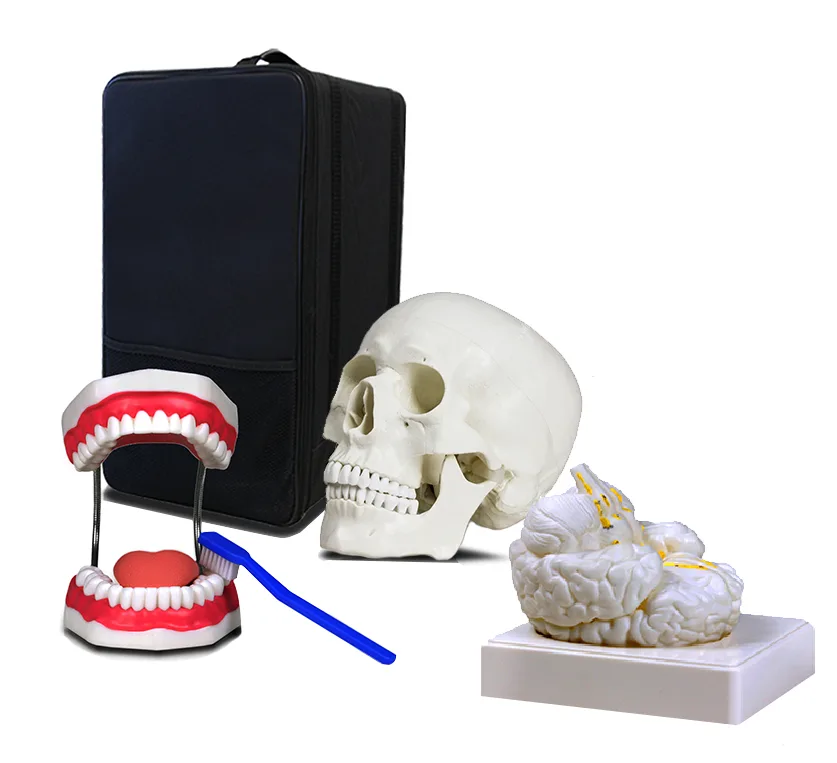Set of Three Anatomy Models - Skull, Brain & Teeth with Carrying Case
