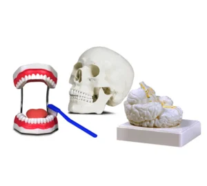 Set of Three Anatomy Models - Skull, Brain & Teeth