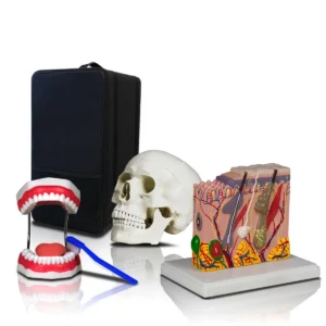 Set of Three Anatomy Models - Teeth, Skull & Skin with Carrying Case