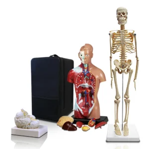 Set of Three Anatomy Models - Skeleton, Torso & Brain with Carrying Case