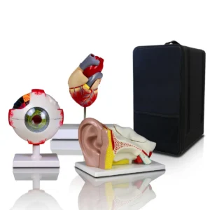 Set of Three Anatomy Models - Ear, Eye & Heart with Carrying Case