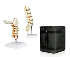 Cervical Spinal Column & Lumbar Spinal Column Set with Carrying Case