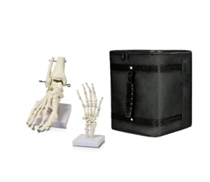 Human Foot Skeleton & Human Hand Skeleton with Carrying Case