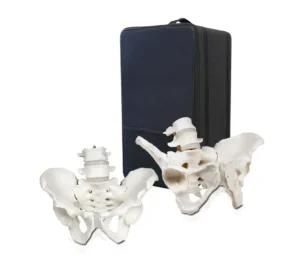 Male and Female Pelvis Skeleton Set with Carrying Case