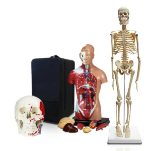 Set of Three Anatomy Models - Skeleton, Torso & Skull with Carrying Case