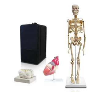 Set of Three Anatomy Models - Skeleton, Heart & Brain with Carrying Case