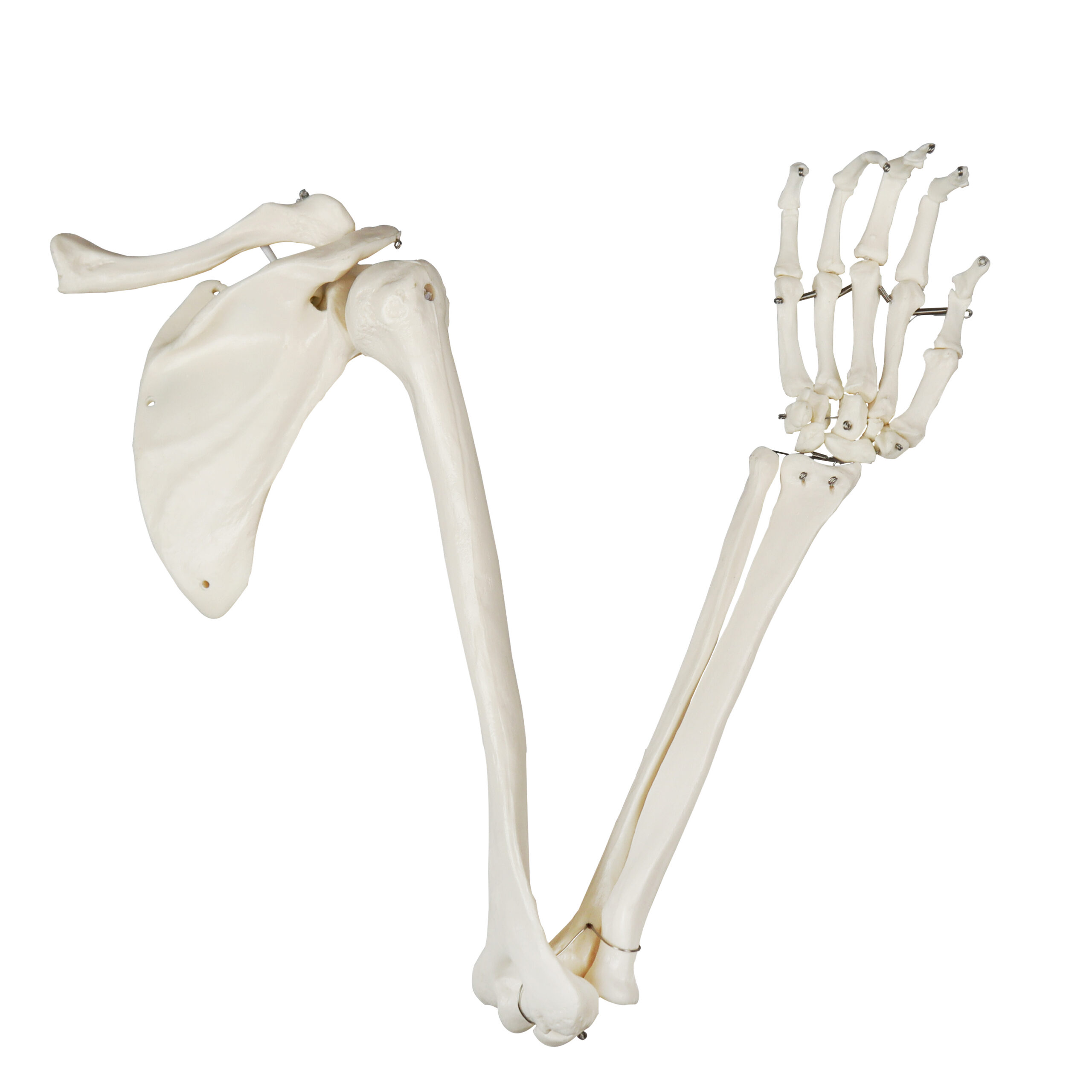 Life-Size Human Arm Skeletal Model w/Clavicle & Scapula, Left Side
