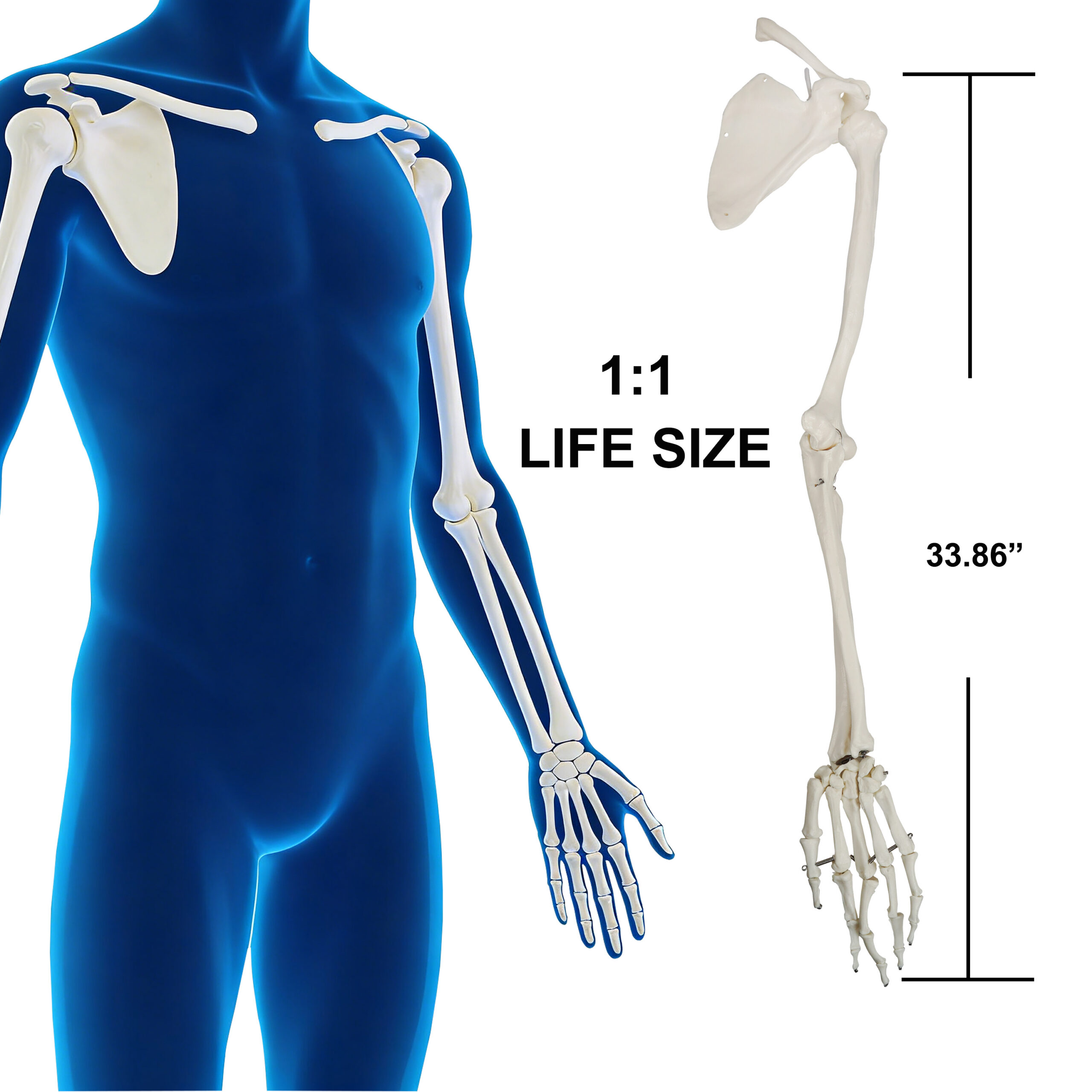 Life-Size Human Arm Skeletal Model w/Clavicle & Scapula, Left Side - Image 2