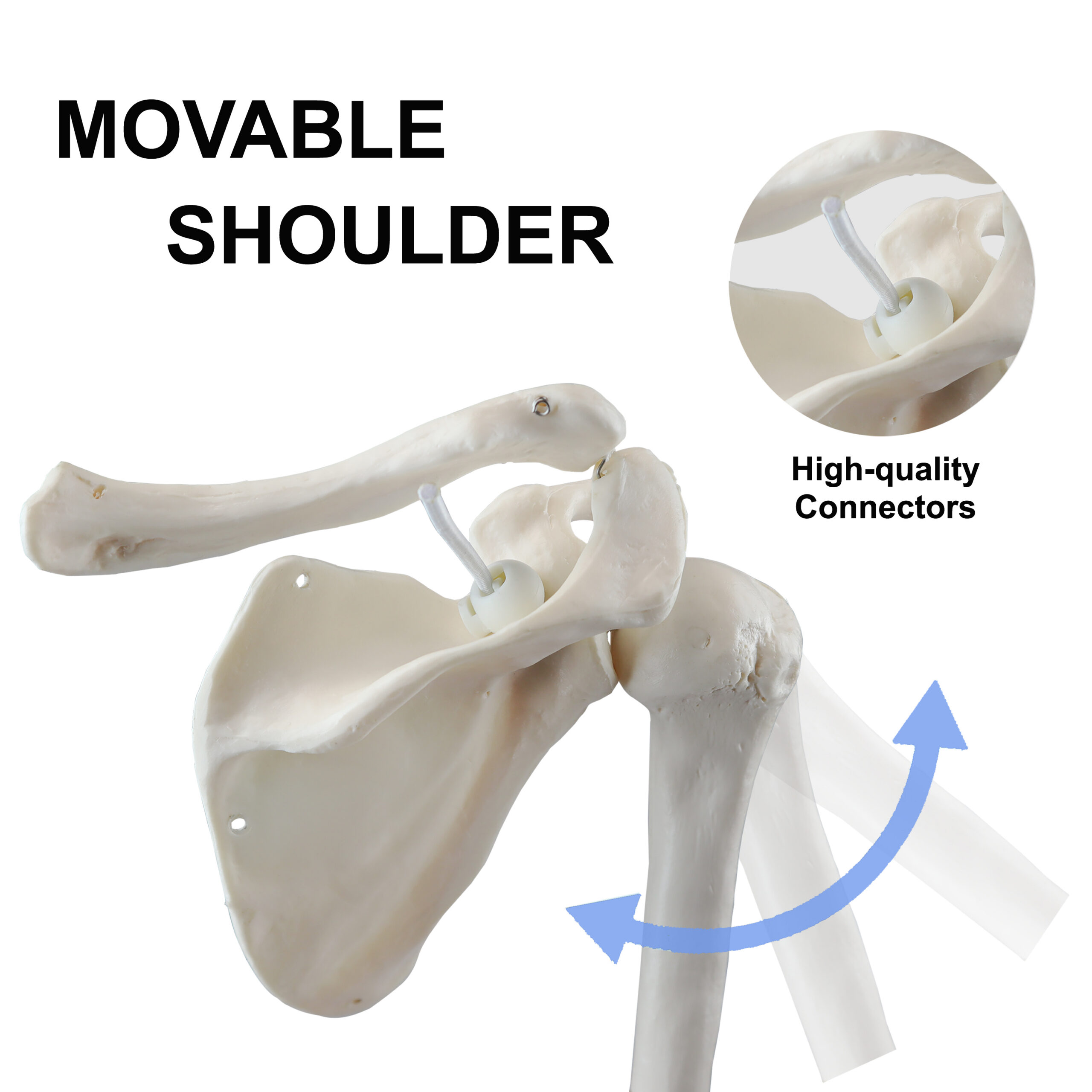 Life-Size Human Arm Skeletal Model w/Clavicle & Scapula, Left Side - Image 3