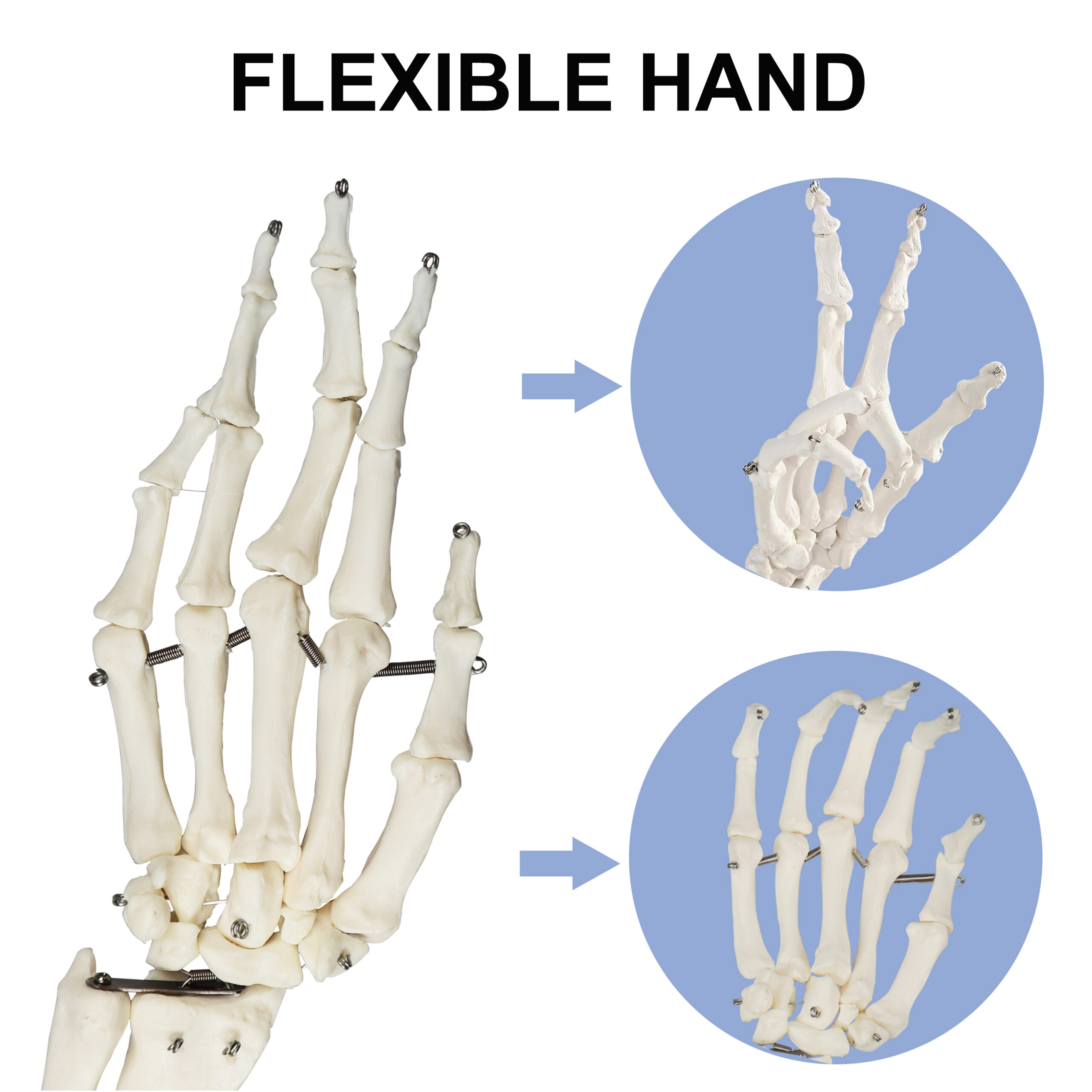 Life-Size Human Arm Skeletal Model w/Clavicle & Scapula, Left Side - Image 5