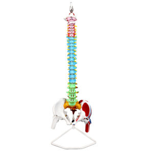 Spinal Column & Vertebrae