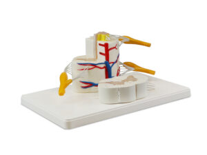 Spinal Cord, 5X Life-Size - 2 Parts
