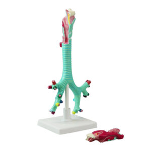 Larynx, Trachea and Bronchi Model, Life-Size - 2 Parts