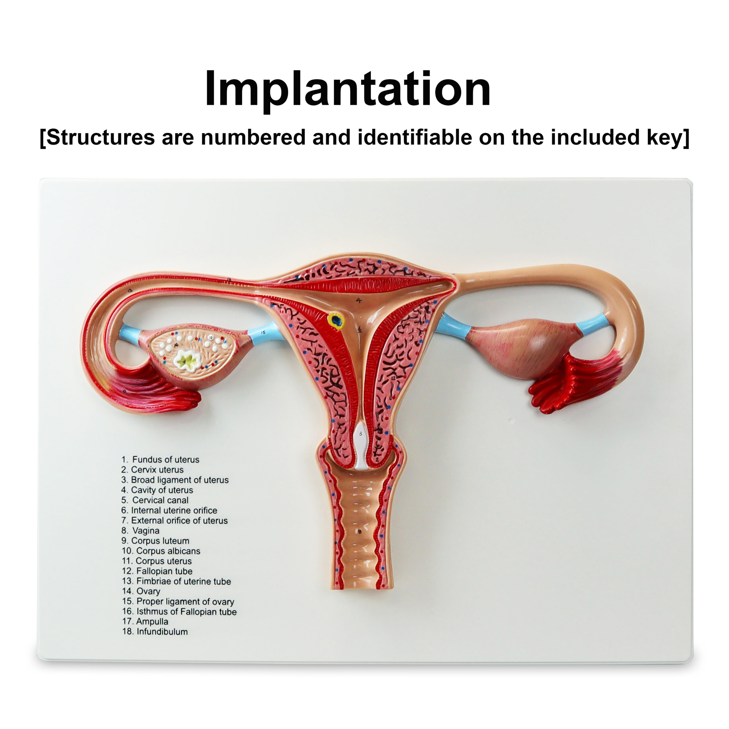 Human Fertilization Process Model - 2 Parts - Image 3