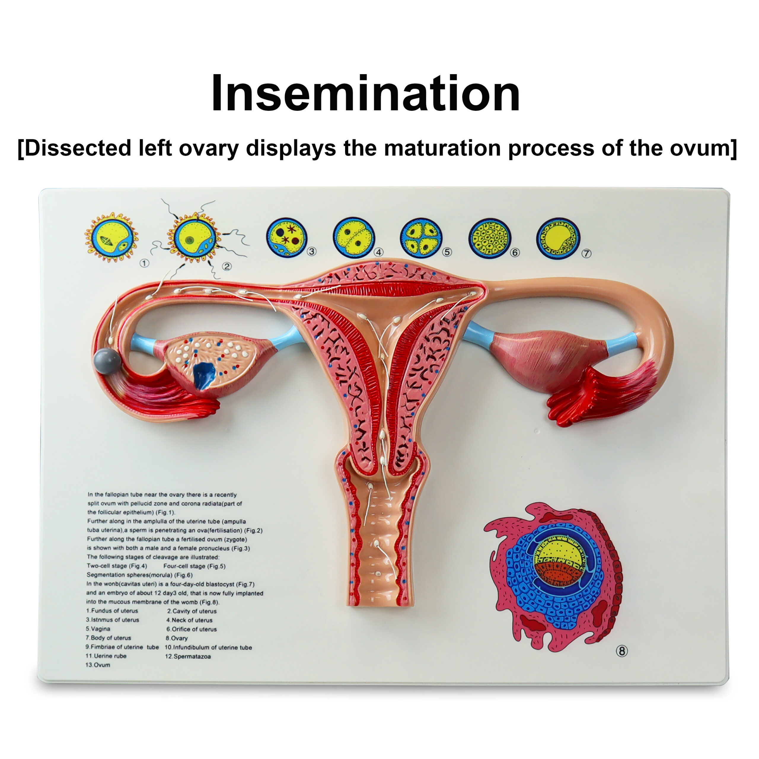 Human Fertilization Process Model - 2 Parts - Image 2