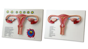 Human Fertilization Process Model - 2 Parts