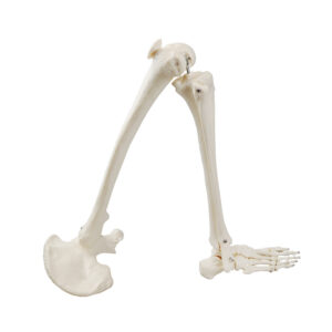 Life-Size Human Leg Skeletal Model w/Hip Bone, Right Side