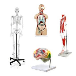 ANATOMICAL MODELS
